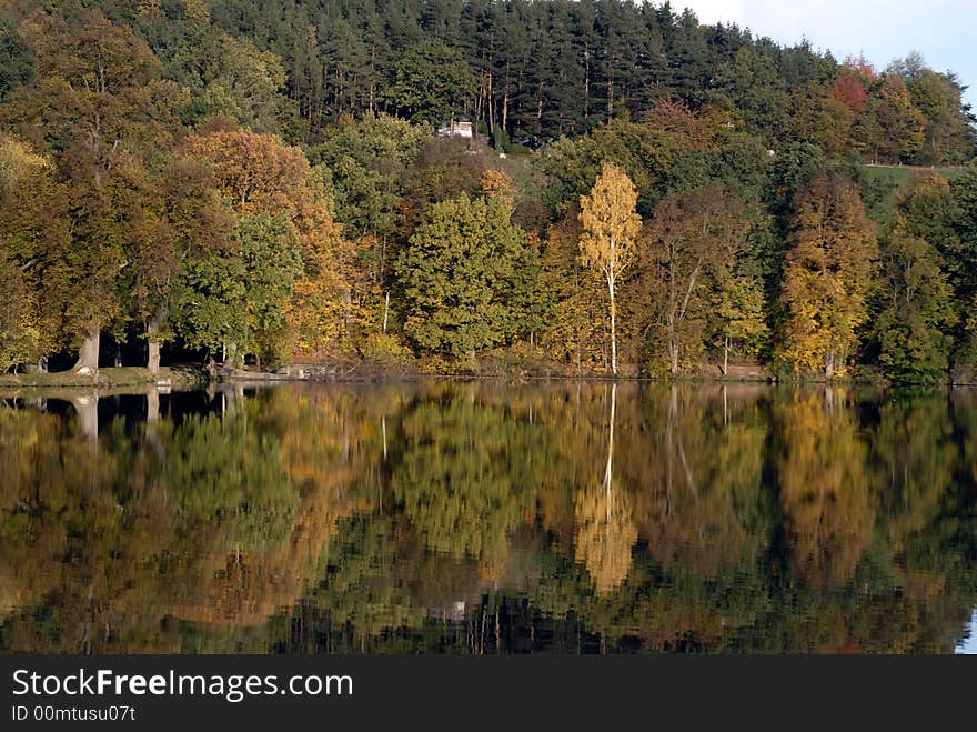 Autumn Forest