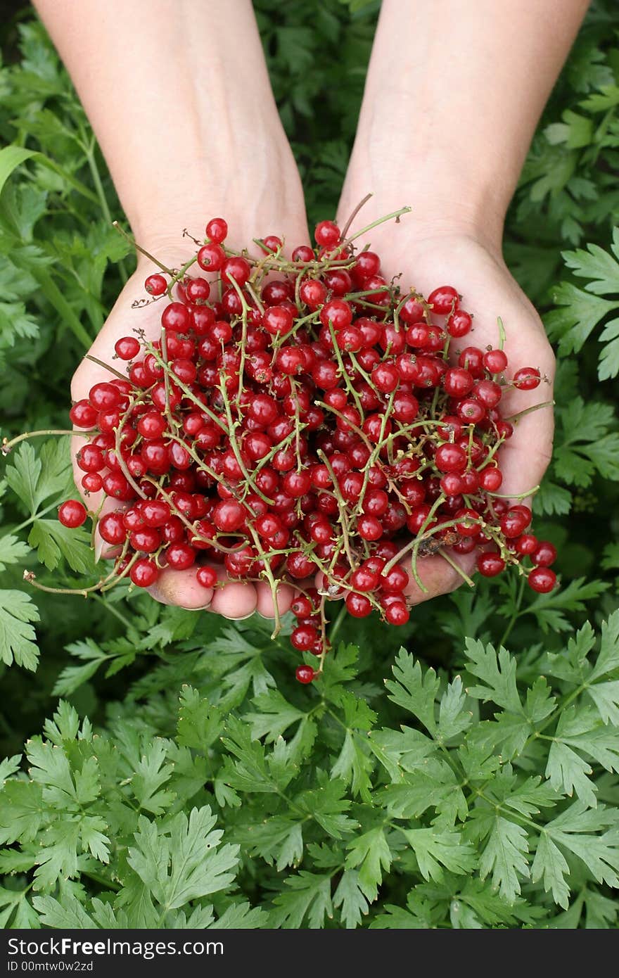 Hands full of red currant