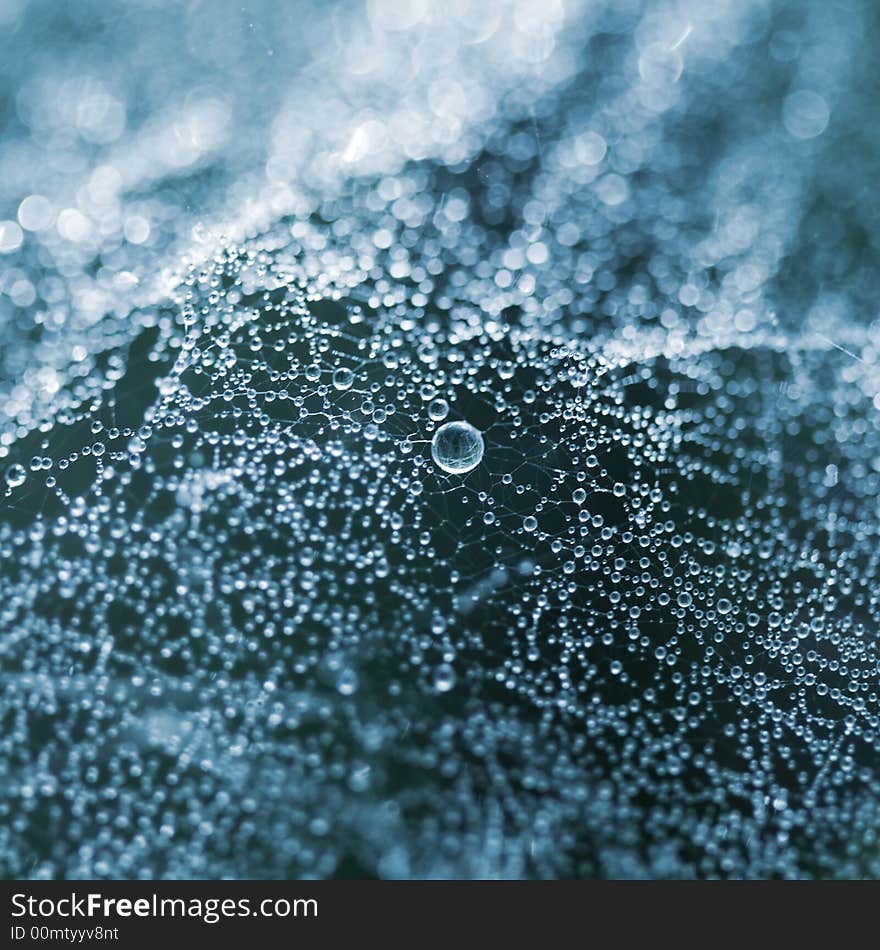 The drops of dew in web. Close-up. The drops of dew in web. Close-up