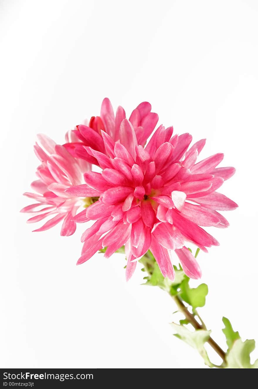 Pink aster on the white background