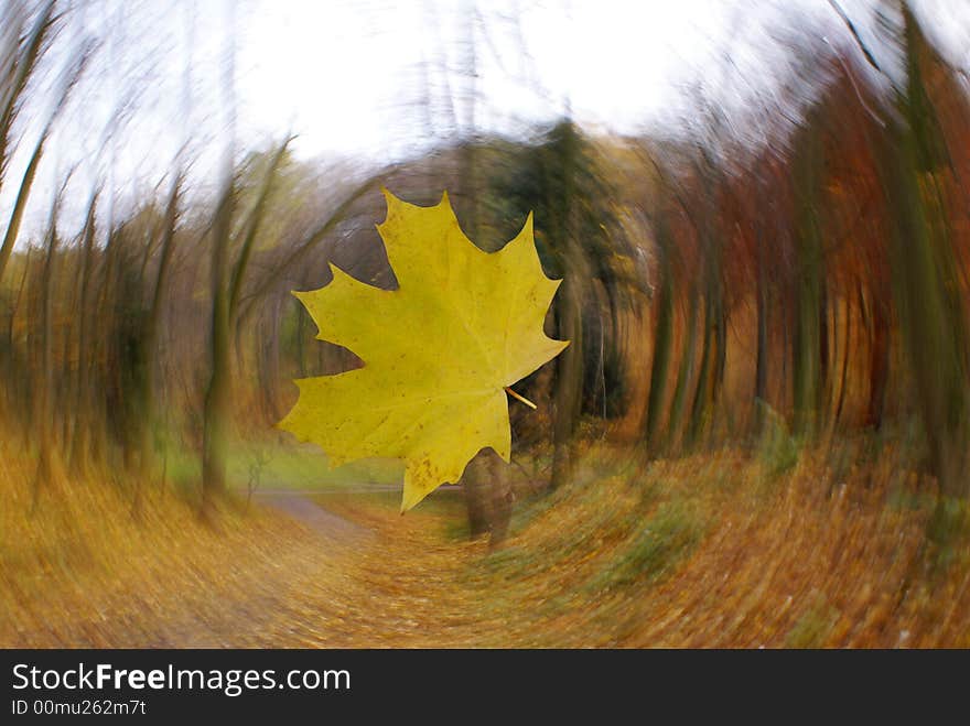 The leaf falling from a tree. The leaf falling from a tree