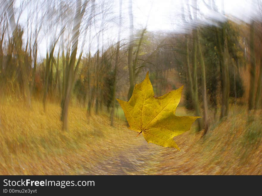 The leaf falling from a tree. The leaf falling from a tree