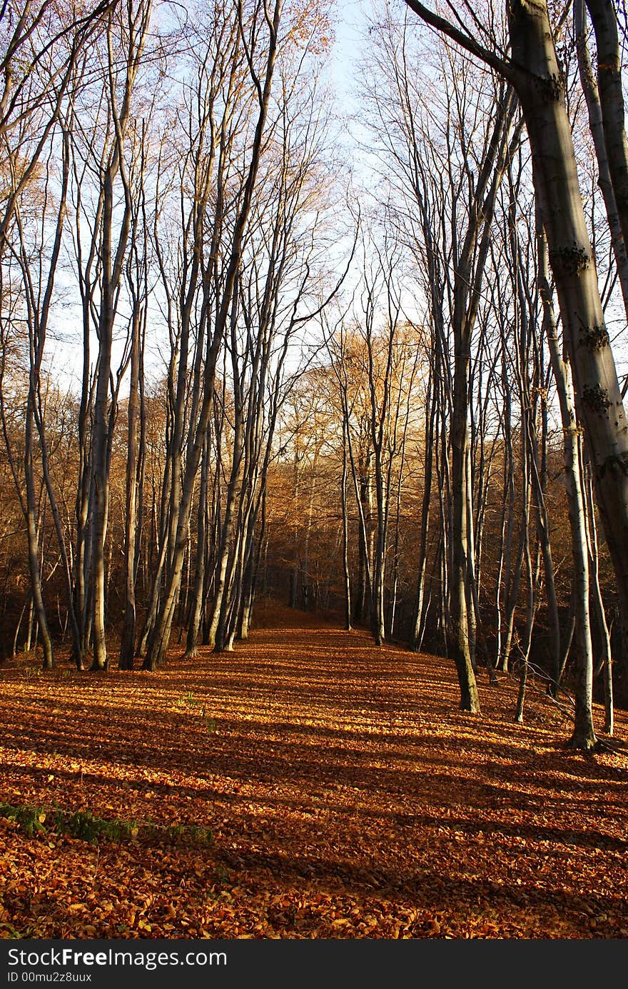 Early morning of late autumn