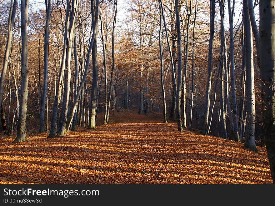 Forest with the fallen foliage pending winters. Forest with the fallen foliage pending winters