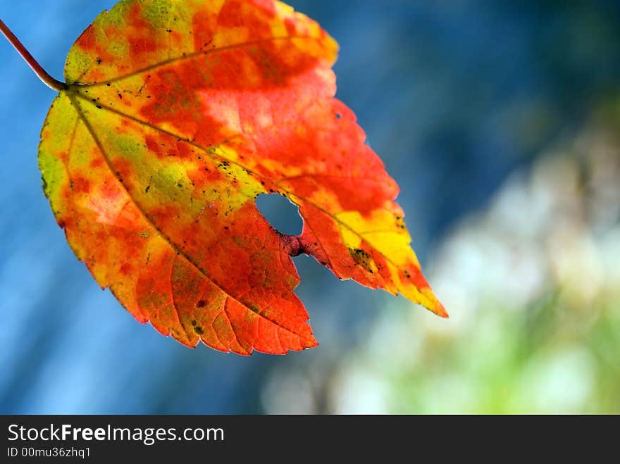 Beautiful autumn leaf in foreground with edge of lake in background. Beautiful autumn leaf in foreground with edge of lake in background.