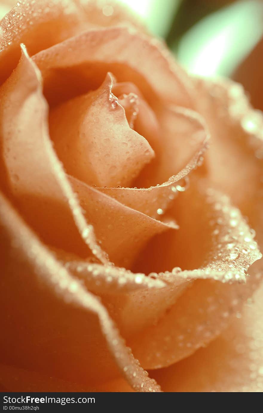 Wet petals of beautiful rose close up