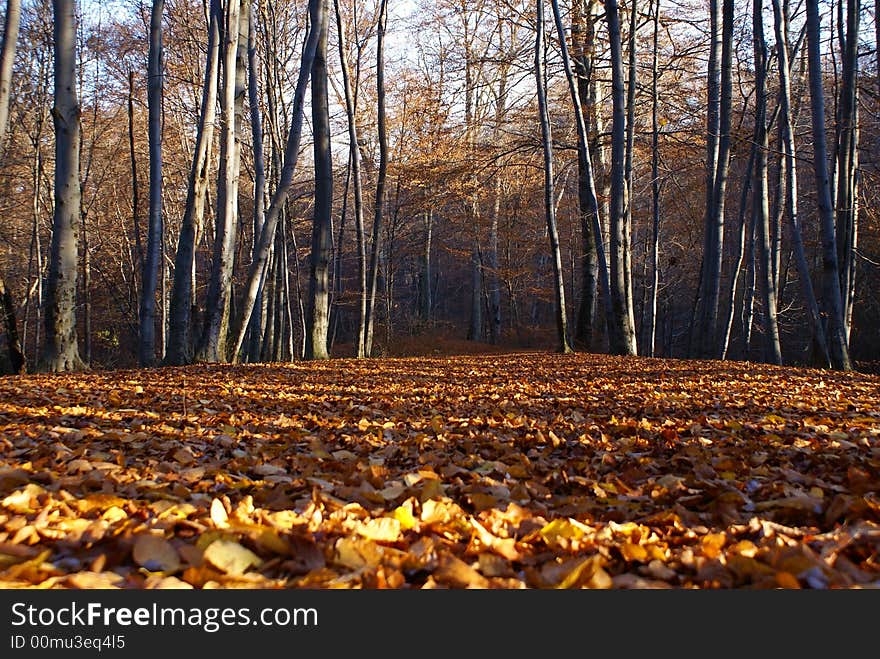 Dawn through branches of trees. Dawn through branches of trees