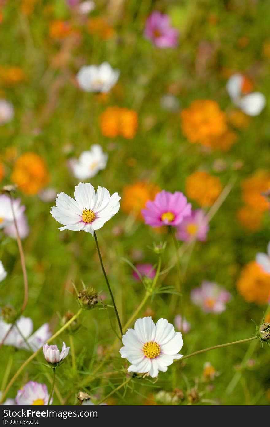 Close up shot of colorful flowers in a garden. Close up shot of colorful flowers in a garden