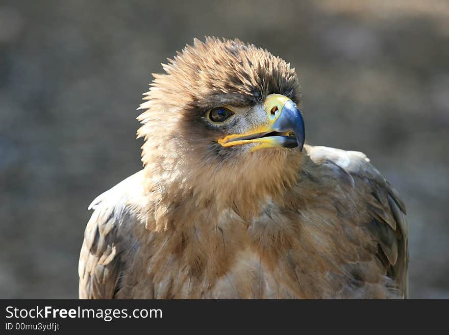 A Tawny Eagle that seems to be having a conversation with me. A Tawny Eagle that seems to be having a conversation with me.