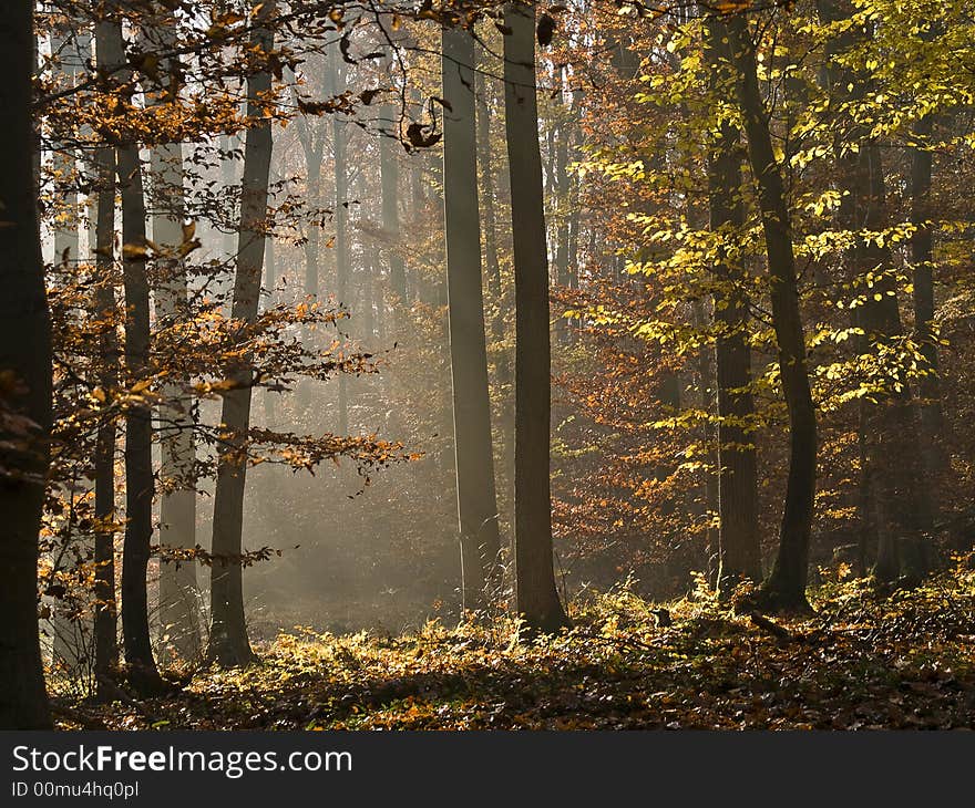 Look through a german forest with yellow and brown leaves