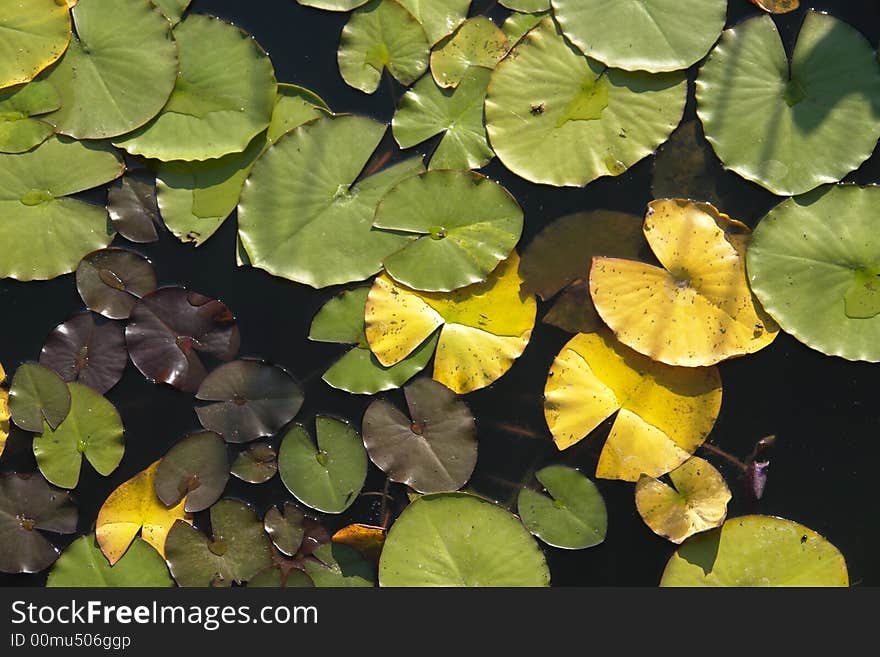 Leaves of water lily on lake