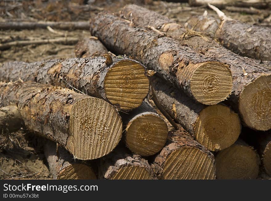 Freshly Cut Logs