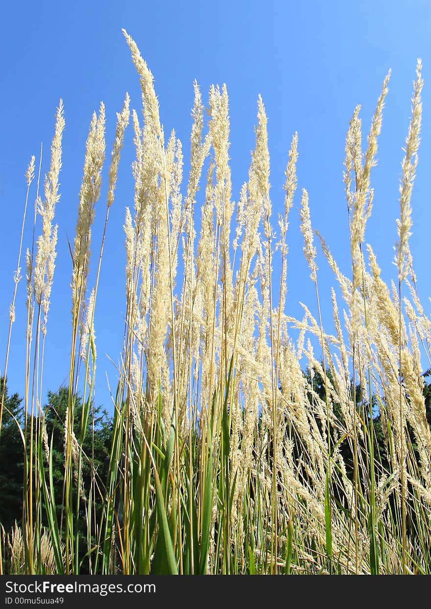 Tall yellow grass