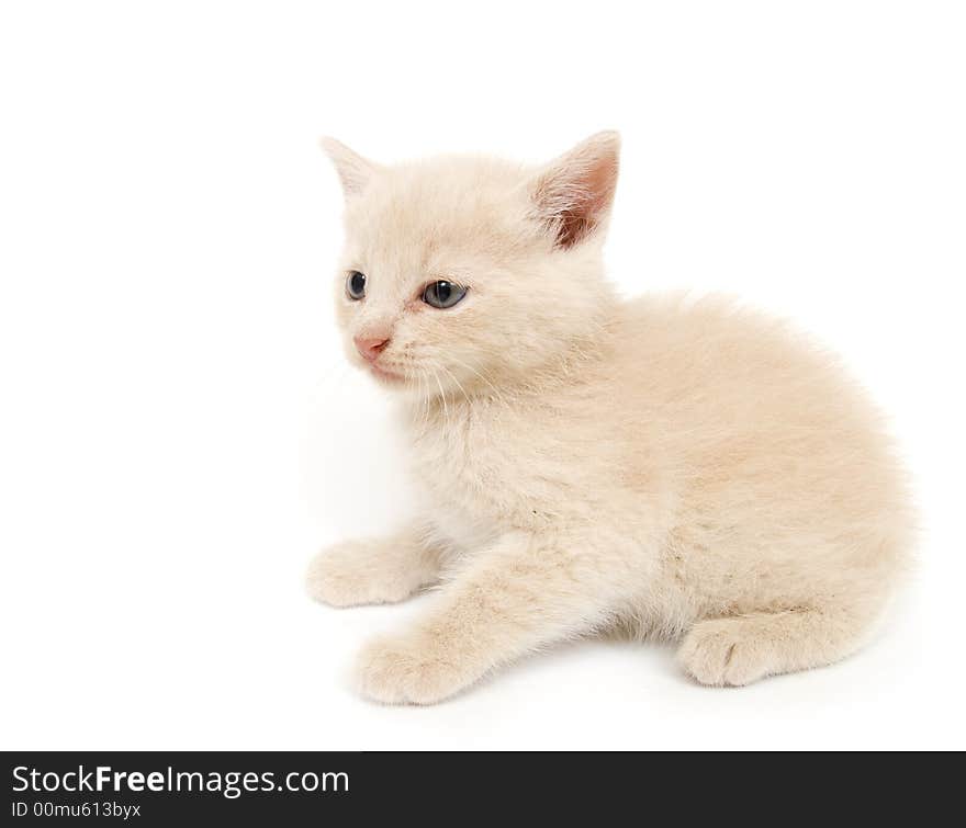 An adorable yellow kitten sits on a white background. An adorable yellow kitten sits on a white background