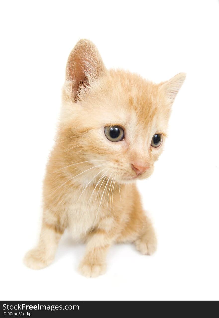 A yellow kitten sitting on a white background. Photo taken with wide angle lens. A yellow kitten sitting on a white background. Photo taken with wide angle lens.