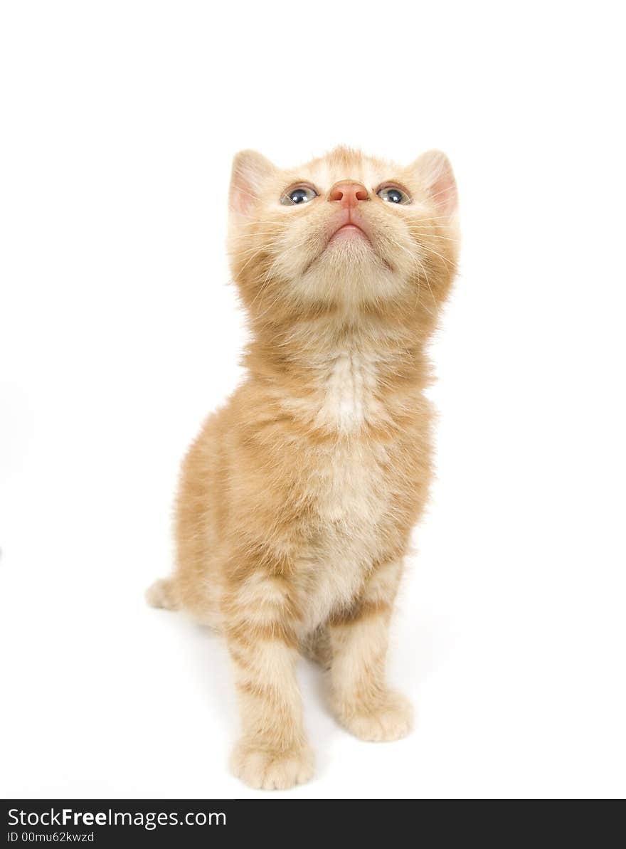 A yellow kitten sitting on a white background. Photo taken with wide angle lens. A yellow kitten sitting on a white background. Photo taken with wide angle lens.