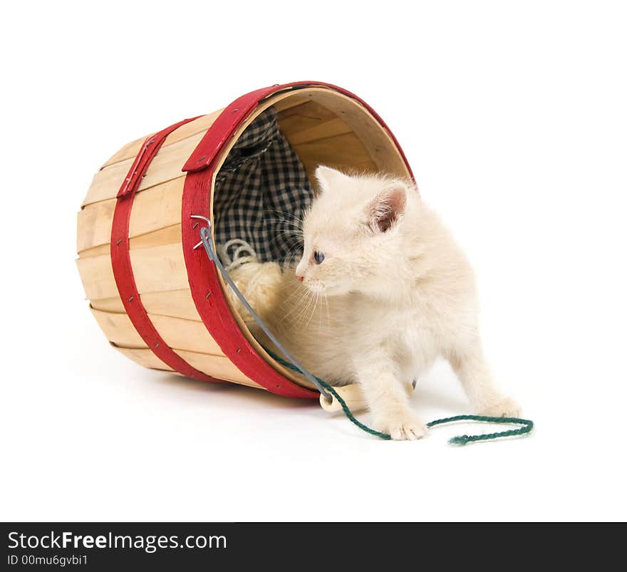 A yellow kitten plays in a produce countainer on white background. A yellow kitten plays in a produce countainer on white background