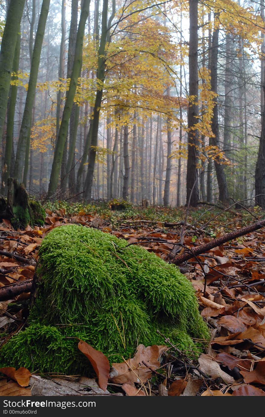 Autumn Forest