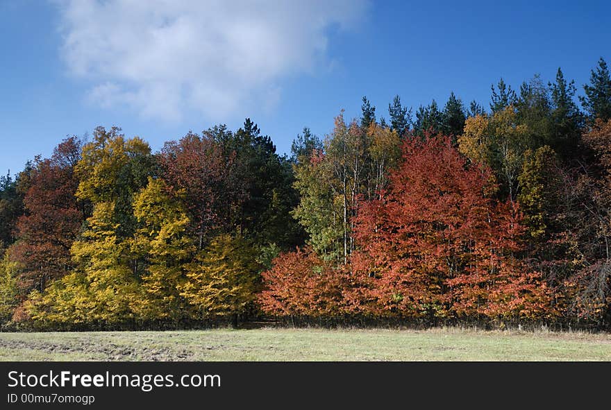 Autumn forest