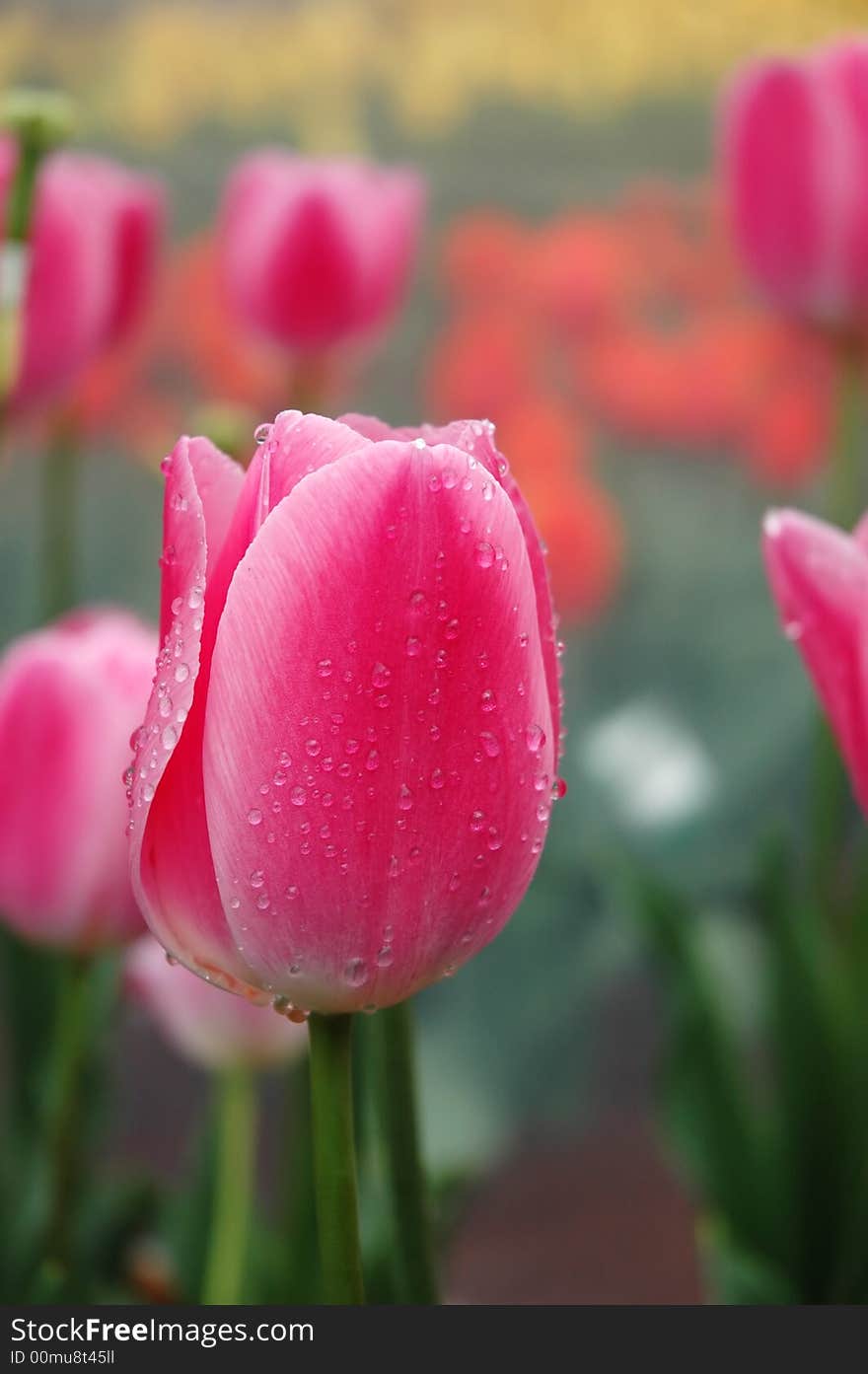 Focus on Single Bulb of Tulip in Spring. Focus on Single Bulb of Tulip in Spring