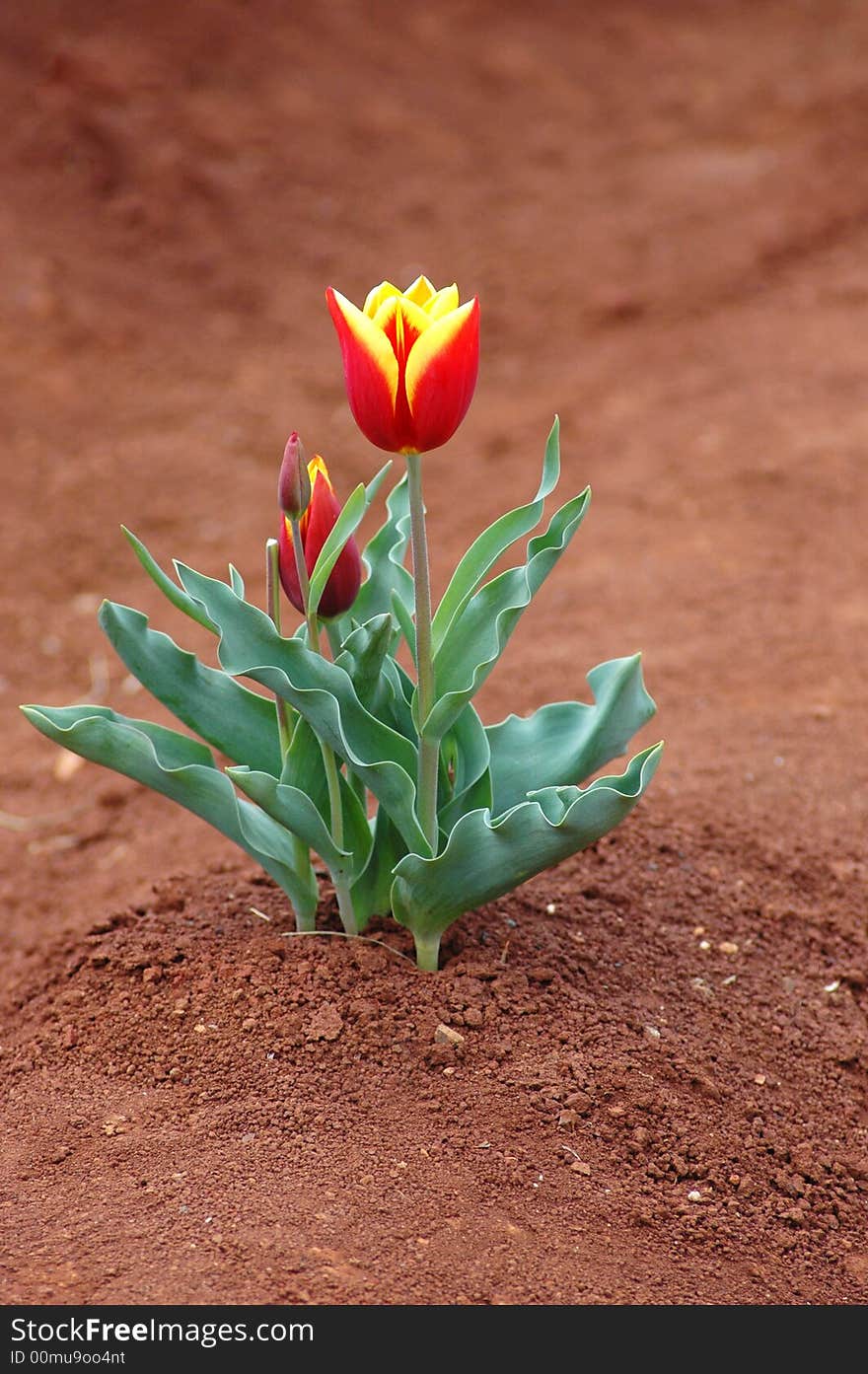 Closeup on Single Bulb of Tulip in Spring. Closeup on Single Bulb of Tulip in Spring