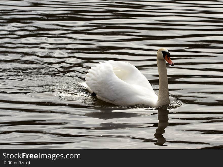 Swan on the river