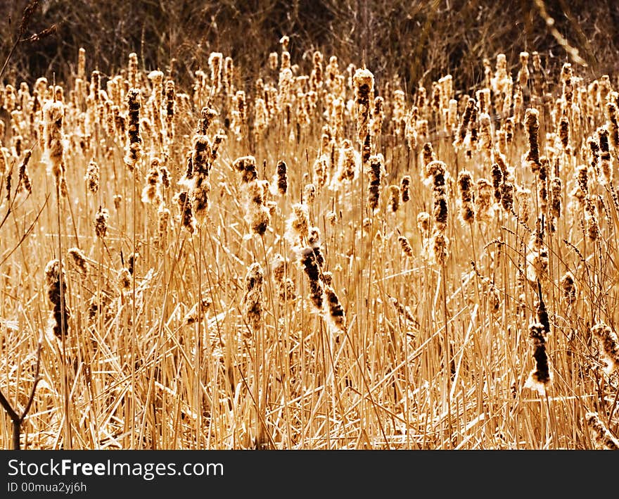 Bulrush in autumn