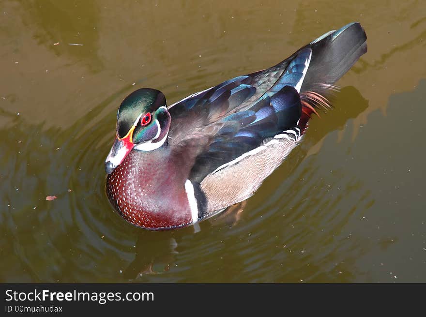 A Colorful Mandarin Duck in the River