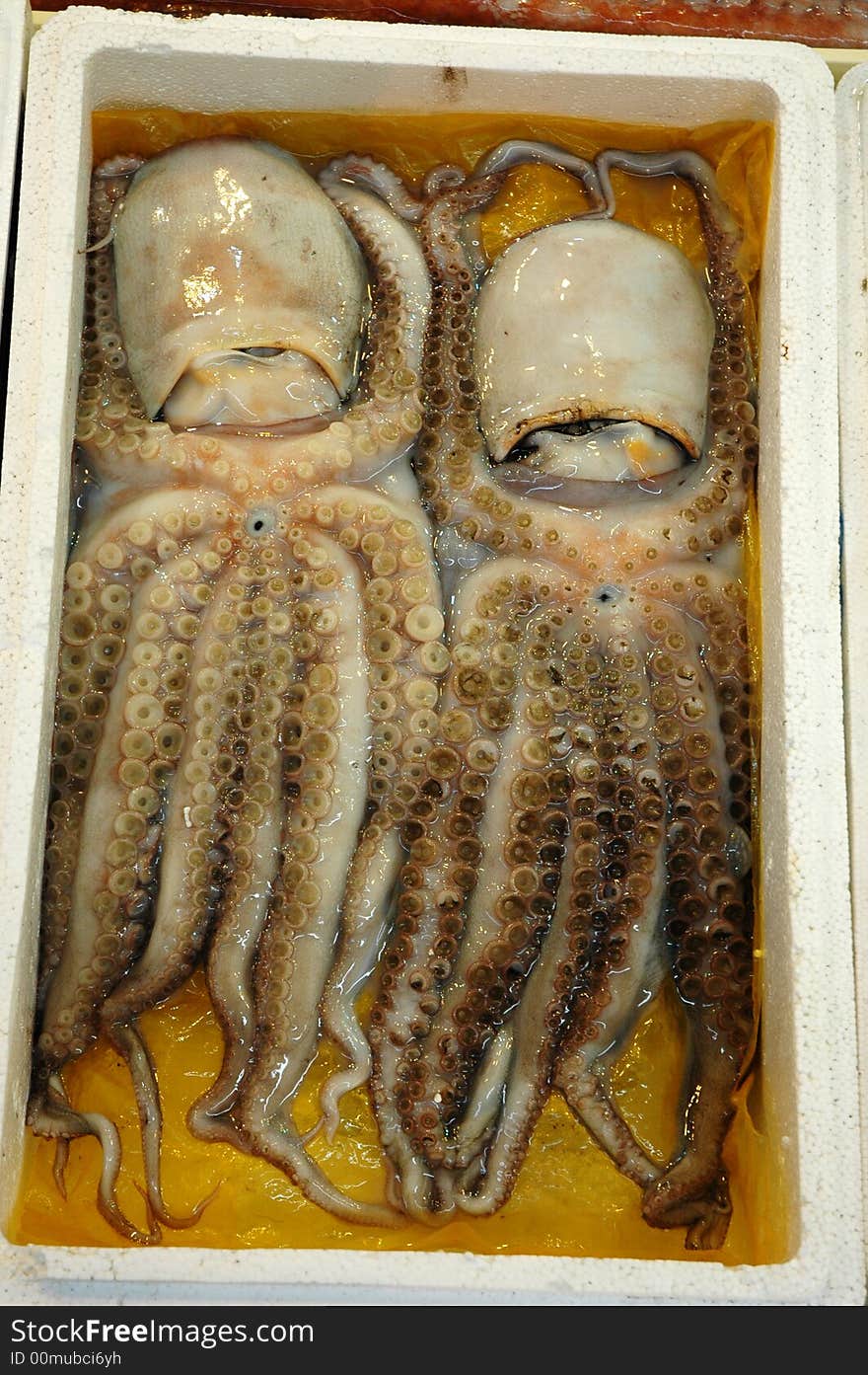 Octopus Twins