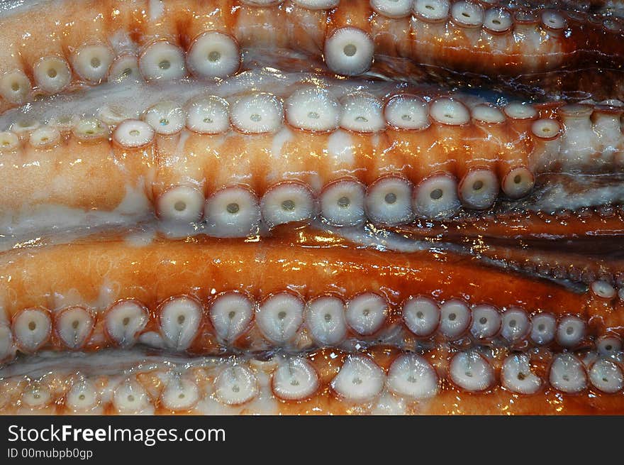 Close up of Octopus