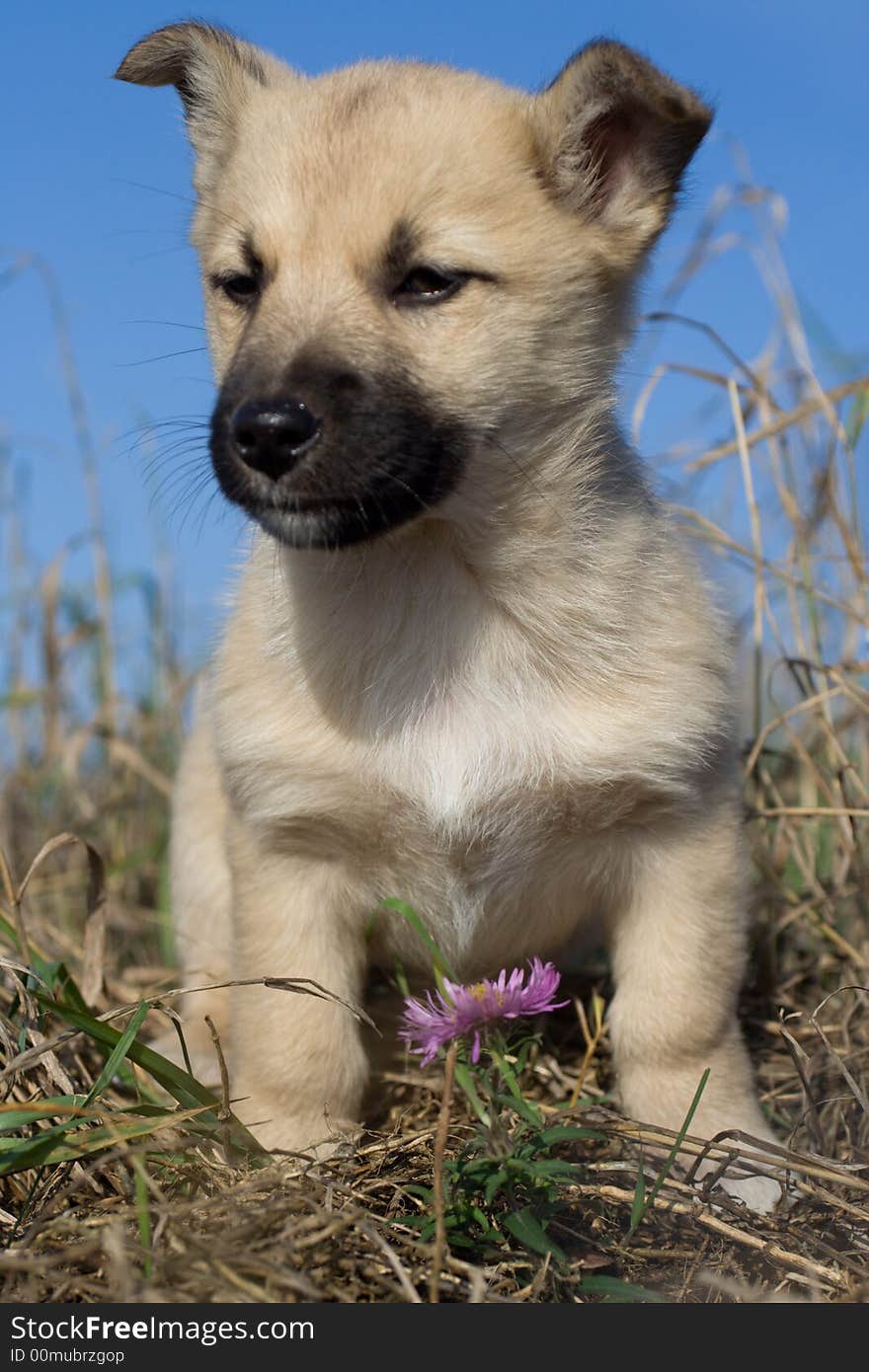 Puppy dog sitting near flower