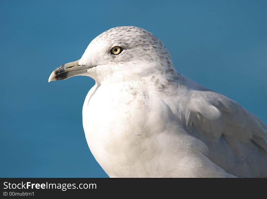 Seagull