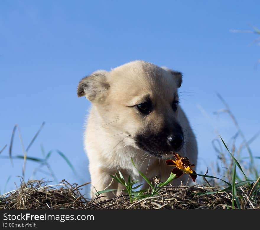 Puppy dog smelling flower on blue sky background. Puppy dog smelling flower on blue sky background