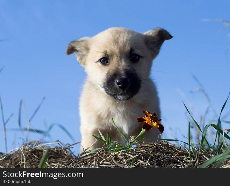 Puppy dog smelling flower on blue sky background. Puppy dog smelling flower on blue sky background