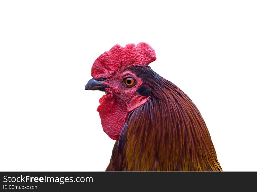 Colored rooster head isolated on white background. Colored rooster head isolated on white background