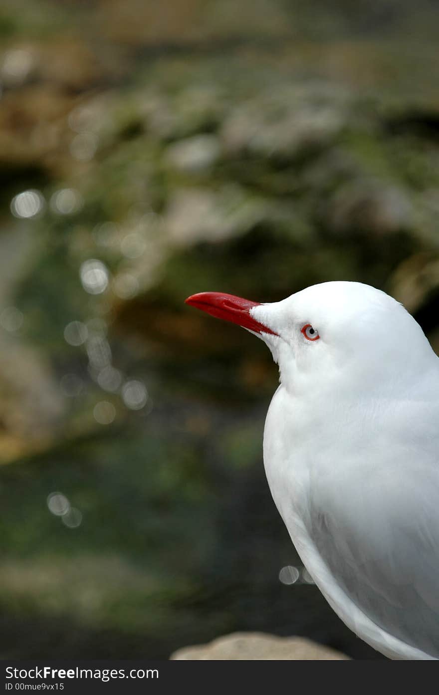 This silver gull from Australia appears to be deep in thought.