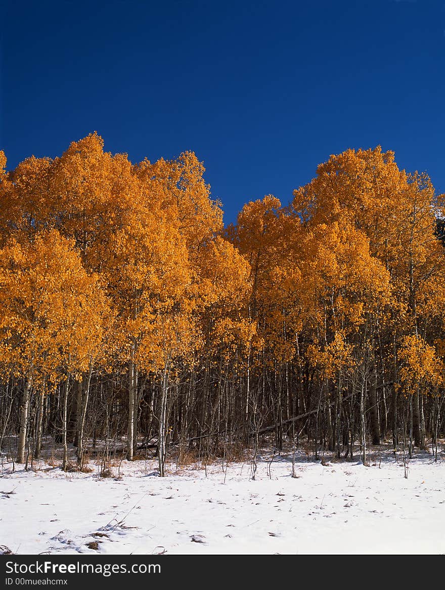 A Patch of Birch and Aspen trees against a blue sky. A Patch of Birch and Aspen trees against a blue sky