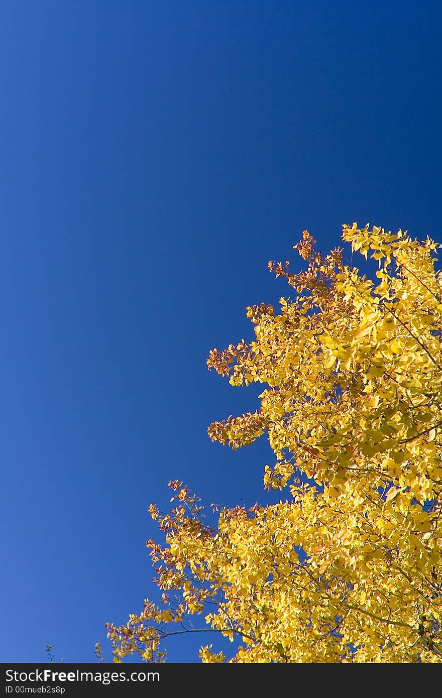 Yellow leaves in the blue sky