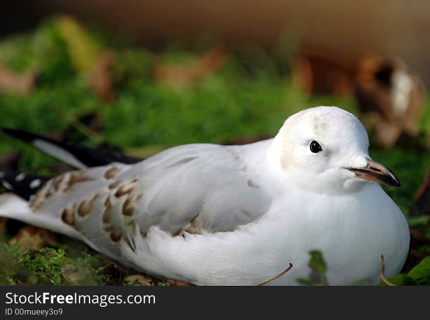 Seagull On Land