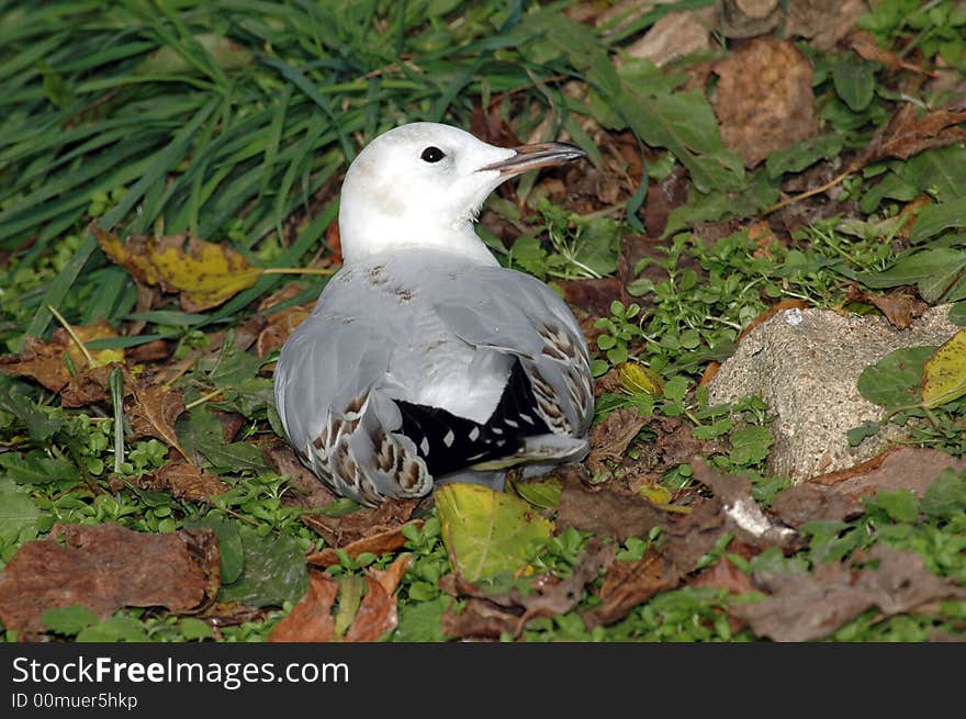 Seagull