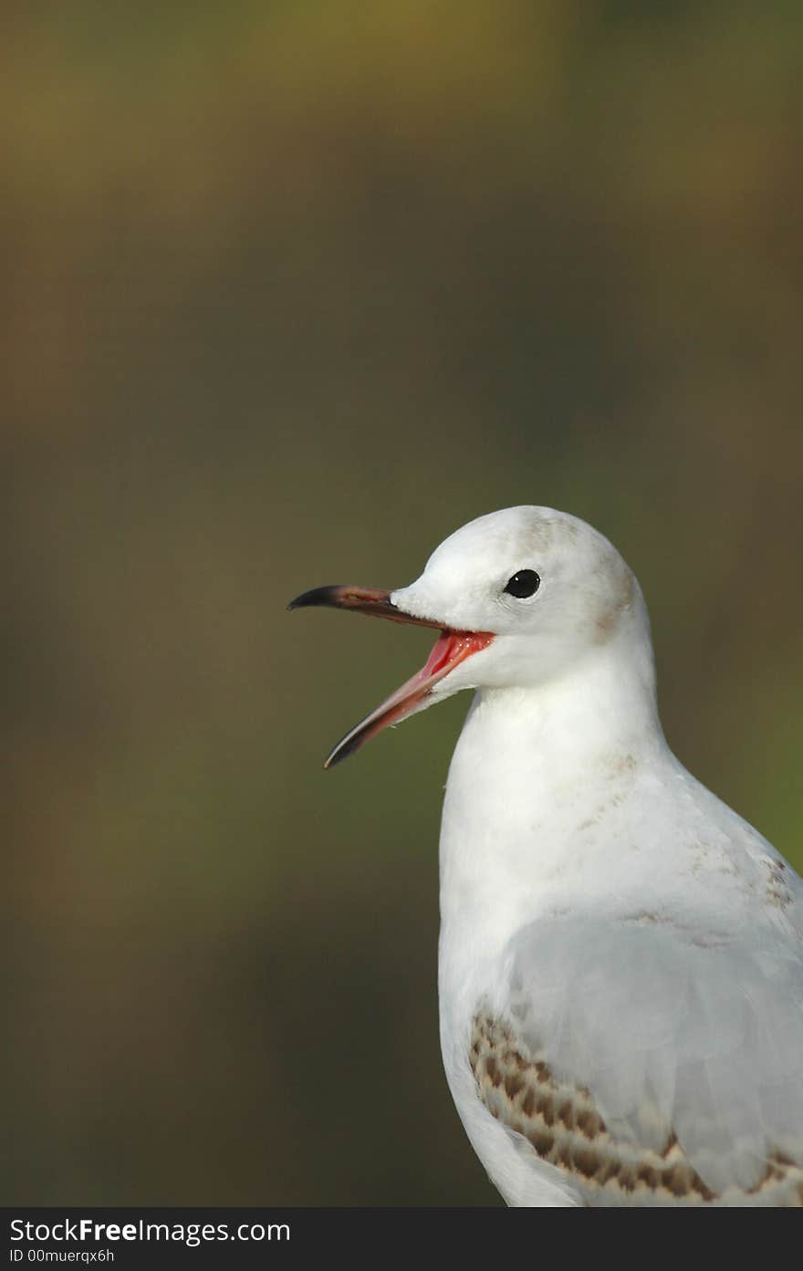 This seagull appears to be laughing at something. This seagull appears to be laughing at something.