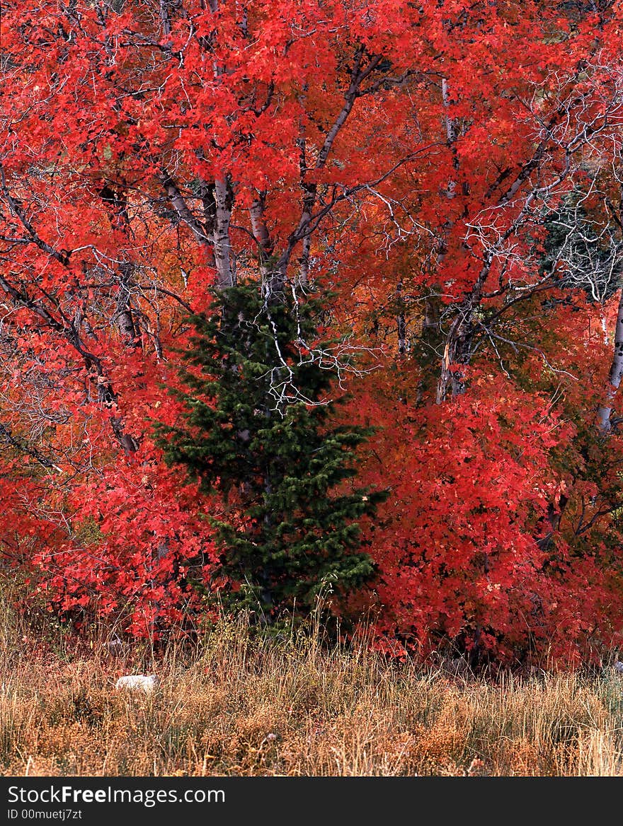 A spruce tree enveloped in Red Maple leaves in Autumn. A spruce tree enveloped in Red Maple leaves in Autumn