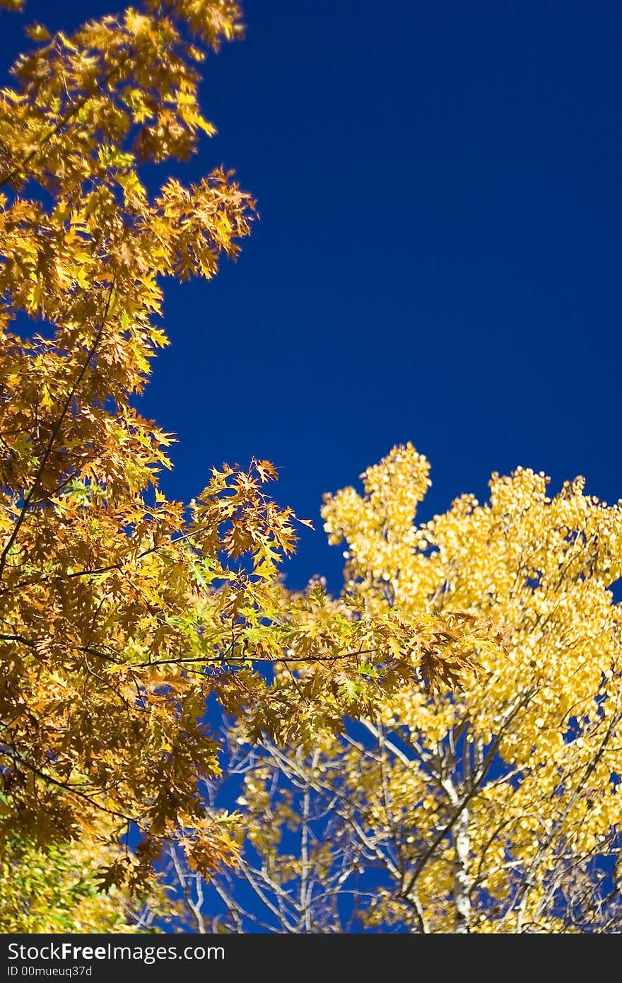 Yellow leaves in the blue sky