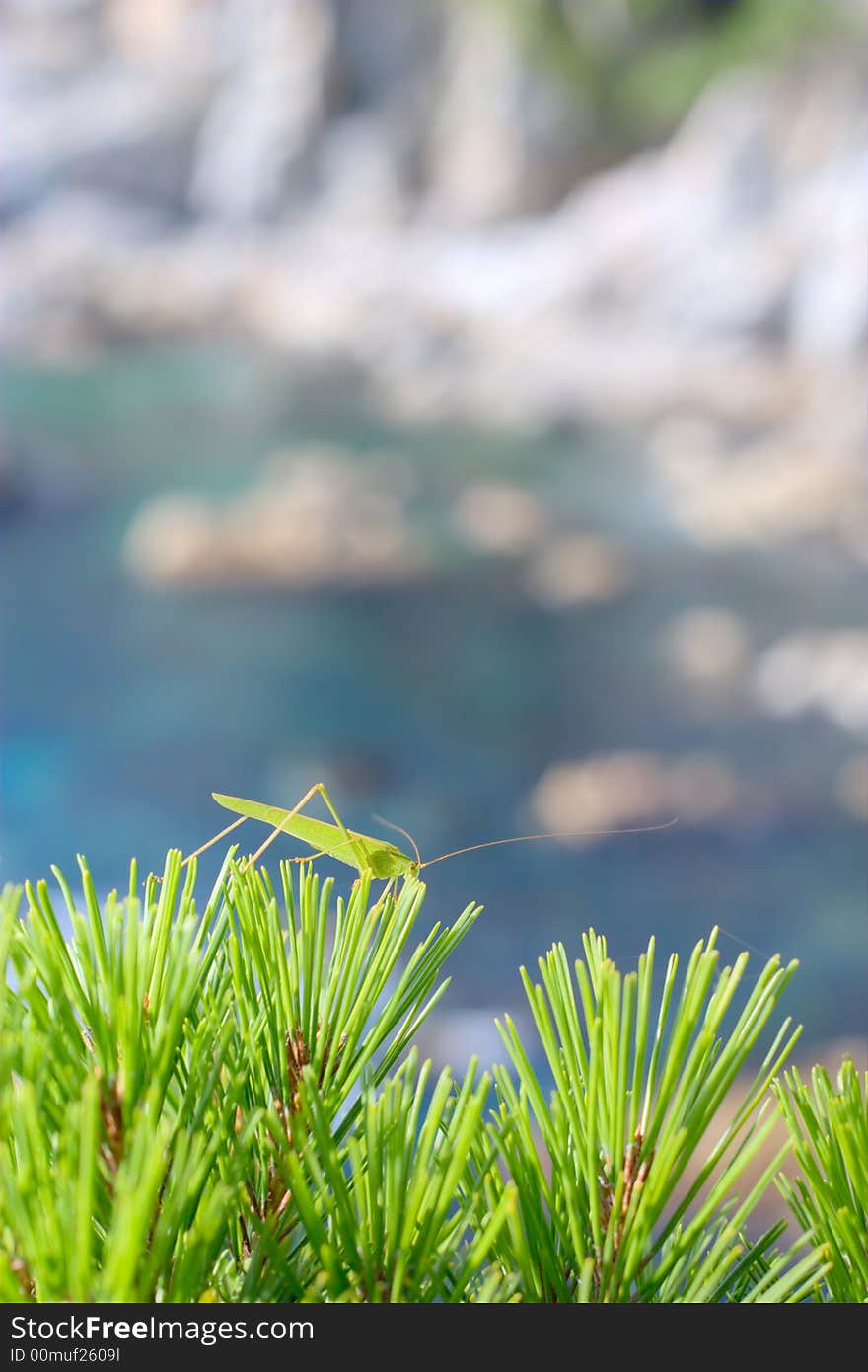 Sea reserve. Grasshopper sitting on a pine tree on a background of sea coast. Sea reserve. Grasshopper sitting on a pine tree on a background of sea coast.