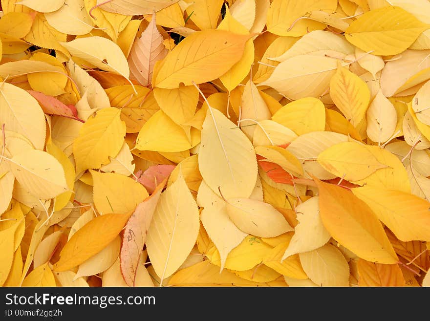 Details beautiful autumn leaves over the ground