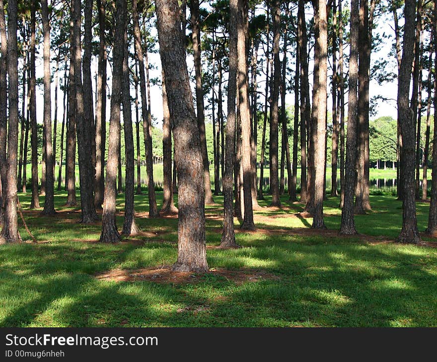 Inside Taylor Park in Largo Florida. Inside Taylor Park in Largo Florida