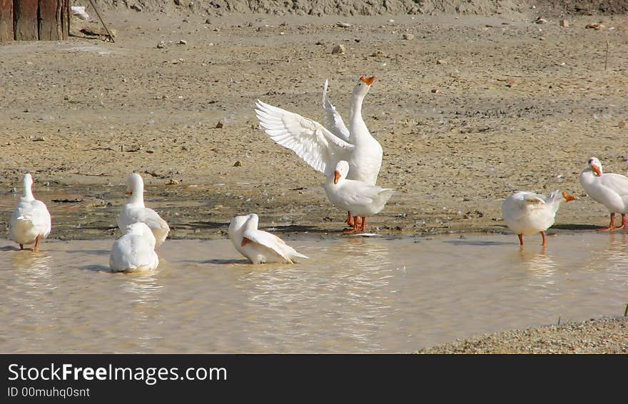 Several white geese at waterside