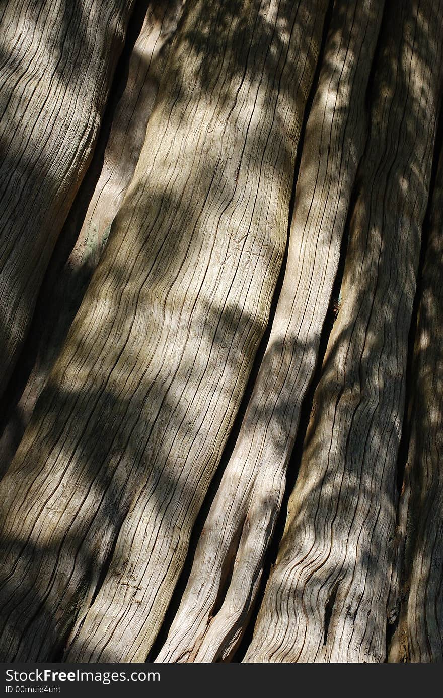 The rich wooden texture on one of the trees in Stanley's park (Vancouver, Canada).