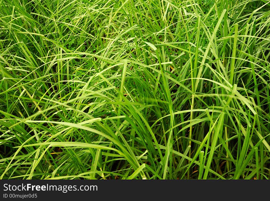 Image shows big blades of wild green grass filling the frame. Image shows big blades of wild green grass filling the frame