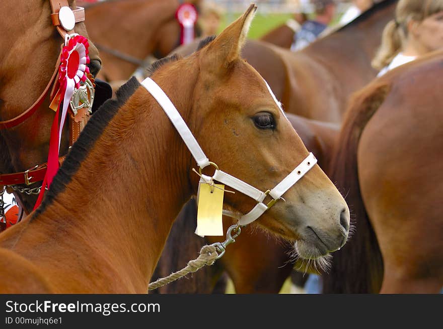 A foal in a crowd of other horses at a horse show. Ready to be sold. (Note the label onits bridle). A foal in a crowd of other horses at a horse show. Ready to be sold. (Note the label onits bridle)